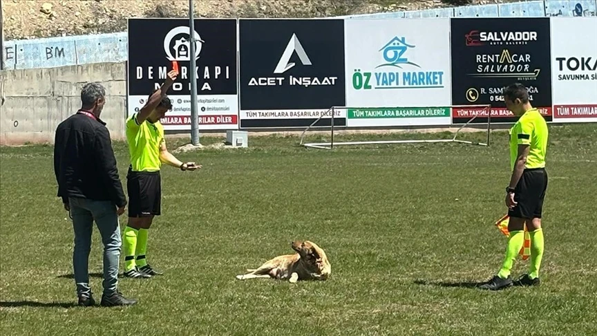 Amatör maçta hakem sahaya giren köpeği kırmızı kart gösterip dışarı çıkardı